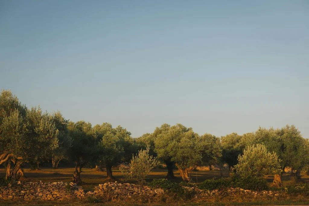 Olive trees, Istria, Croatia.