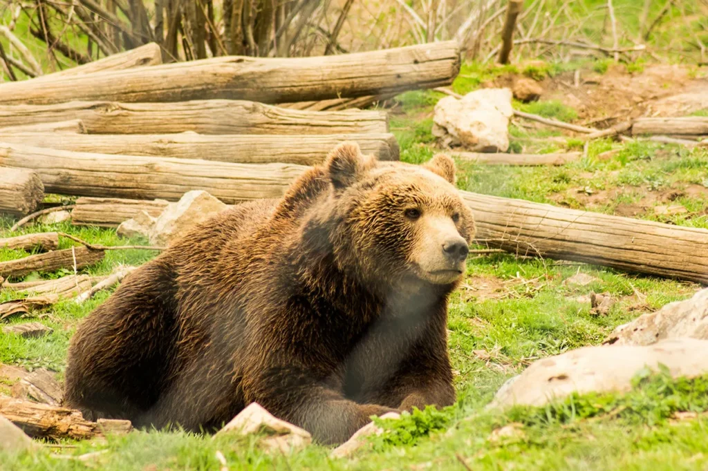 Bear Refuge, Kuterevo, Croatia