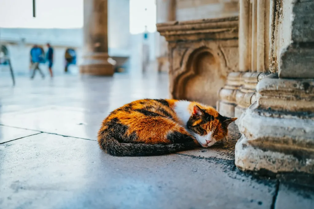 Cat sleeping in Dubrovnik Old Town.