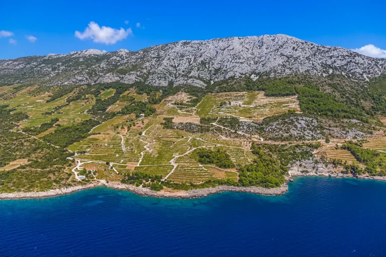 Dingac Wine Festival: The Ultimate Guide to Croatia’s Legendary Wine Event