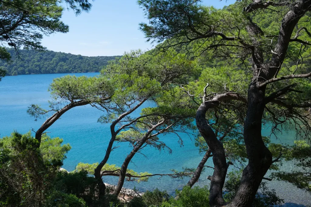 Pine trees overlooking turquoise lake in Mljet National Park, Croatia