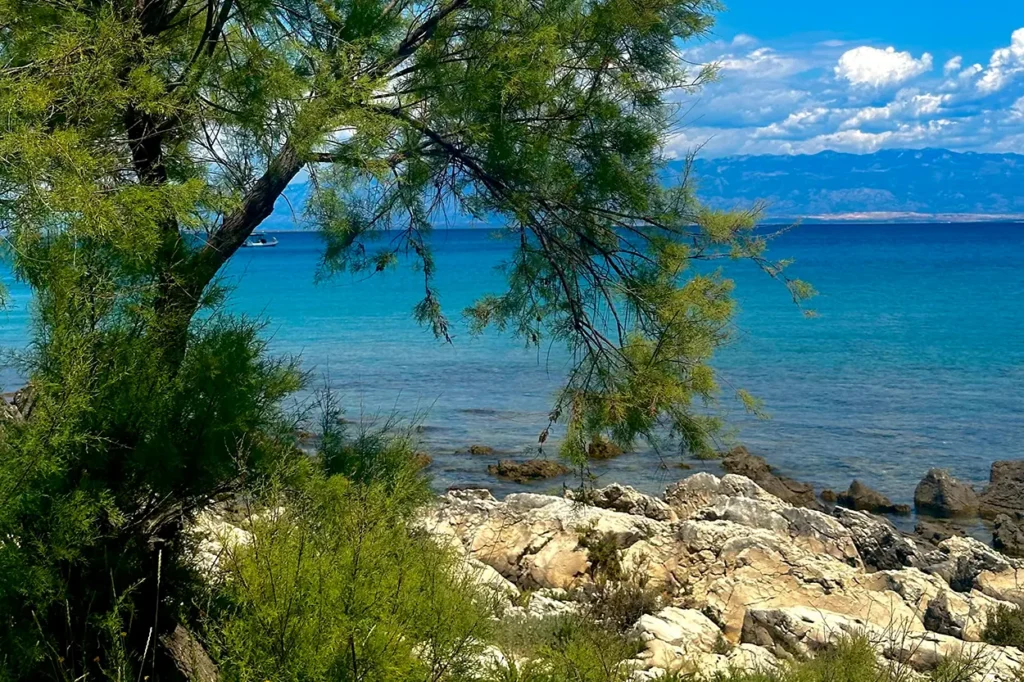Pine tree overlooking clear turquoise sea on Silba island, Croatia